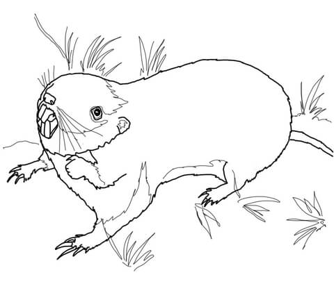 Pocket Gopher Coloring Page